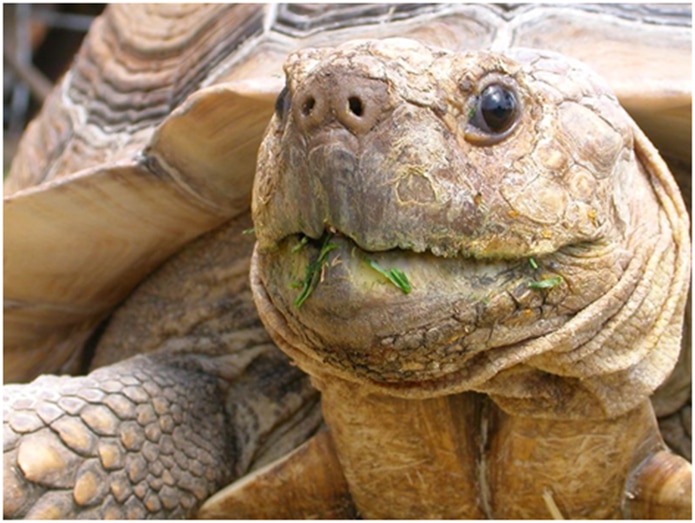 african tortoise pet